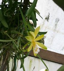 She has years of experience in caring for flowers and plants. Vanilla Orchid Vanilla Planifolia Plant Seedlings Grape Growing Trellis Vanilla Plant