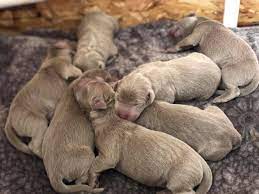 Silver dollar's silver labrador puppies are sold on akc limited registration for $1,250.00. Oregon Silver Labs Facebook