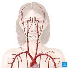 Arteria carotis interna) is a major blood vessel in the head and neck region. External Carotid Artery Branches And Mnemonics Kenhub