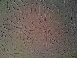 Drywall textures on the ceiling can usually be thicker than those on the walls. Rosebud Drywall Texture Ceiling Texture Types Ceiling Texture Drywall Texture