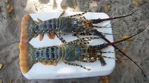 We did not find results for: Budidaya Lobster Air Tawar Di Kolam Terpal Serta Merawatnya Di Aquarium