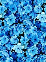 Tumblr Flower Related Keywords Suggestions Tumblr Flower Long Tail Keywords Blue Flower Wallpaper Spring Wallpaper Blue Wallpaper Iphone