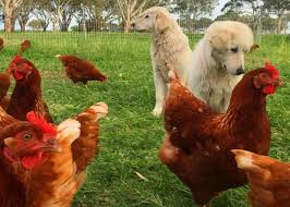Pin On Chickens Coops