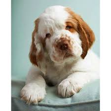 Clumber spaniel puppies for sale nc. Kennel Club Clumber Spaniel Puppies Off 50 Www Usushimd Com