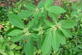 Image result for Euphorbia heterophylla