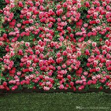 # beautiful, flower, picture, pink. 2019 Pink Flower Blossoms Wall Wedding Photo Backdrops Flower Garden Wall 2016172 Hd Wallpaper Backgrounds Download