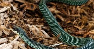 Black And White Checkered Snake Texas Photo Of The Day What Drought Amphibians Beautiful Snakes Reptiles And Amphibians