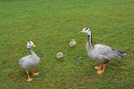 As a general rule, the larger breeds of duck have the shortest life spans. How Long Do Ducks Live Facts And Species