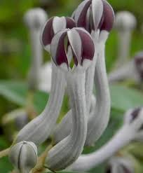 Image result for Ceropegia albipilosa