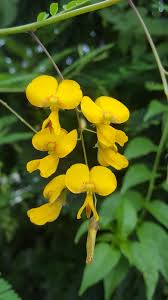 Image result for Sesbania macrantha