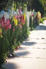 Snapdragons Garden Fencing Plants Flower Garden