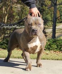 Xl pitbull puppies for sale south africa. Blue Nose Pitbull Puppies Price Pet S Gallery