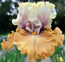 We did not find results for: Tbcinderellassecret Tbathrue Iris Wiki Iris Flowers Iris Garden Iris