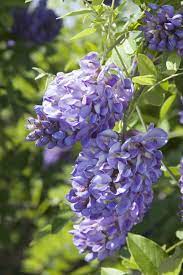 Amethyst Falls American Wisteria American Wisteria Wisteria Amethyst Falls Trellis Plants