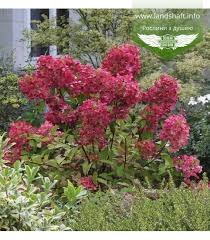 'ilvomindy' is sold under its trademark name of mega mindy. Roberta S Mega Mindy Hydrangea