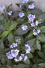 Image result for Eranthemum pulchellum