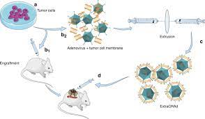 Immortalized cell lines, once established, are a powerful tool for experimental studies, but they are a distinct cell type with distinct features. Artificially Cloaked Viral Nanovaccine For Cancer Immunotherapy Nature Communications