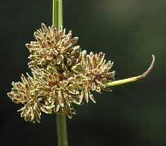 Image result for Cyperus difformis