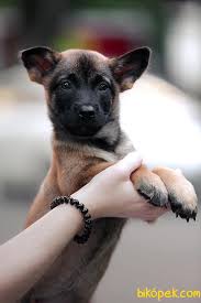 Kulakları daha şimdiden dikilmeye başladı ve kürü mama yemeyi öğrendiler alan koruma ve itaatte bu köpeklerin üstüne köpek tanımam acayip akıllılar. Belcika Kurdu Yavrularimiz 244770 Bikopek Com