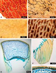 Image result for Tarenna leonardii