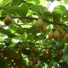 We did not find results for: 2021 Hot Sale Fruit Tree Seeds Kiwi Seeds For Growing Buy Kiwi Seeds Kiwi Fruit Seeds Kiwi Tree Seeds Product On Alibaba Com