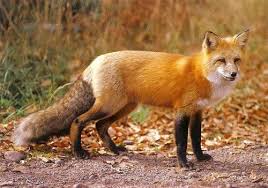 Black And Orange Fox Species Analysis Of The Day Red Fox Vulpes Vulpes Animals Beautiful Most Beautiful Animals Pet Fox
