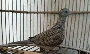 Pada perkutut bangkok, tubuhnya terlihat lebih besar dan gemuk. Mengenal Ciri Dan Jenis Burung Perkutut Bangkok