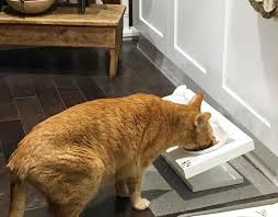 But cats have won the internet, as some famous felines (suki, the dark lord). The Best Way To Maintain Your Kitten S Digestive And Overall Health Is An Elevated Cat Feeder Modern Cat