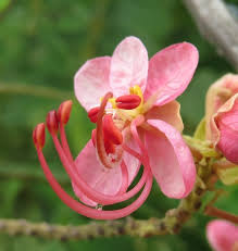 Image result for Cassia roxburghii