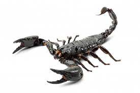 6,156 likes · 56 talking about this. 7 Arti Mimpi Kalajengking Ternyata Sebuah Peringatan Orami