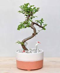 Rare juniper bonsai tree seeds, japanese juniper bonsai, uk stock. Bonsai Tree Plants Landscaping Garden Indoor Office Plants Online India