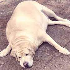 Types of large dog breeds with pictures: The 7 Breeds Most Likely To Become Fat Dogs Petcarerx