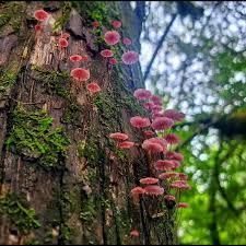 Image result for Hypolytrum pynaertii