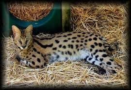 If you are planning on getting a serval or any other exotic cat for a pet or know some one who is, then you must have this book. Worlds Most Expensive Cat Price 15 000 100 000 Ashera Is Also A Hybrid Cat The African Serval The Asian Leopa Savannah Cat Kittens Cutest Beautiful Cats
