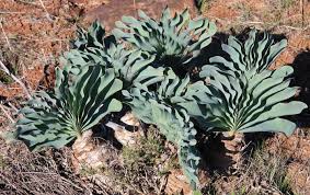 Image result for Boophone