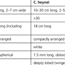 Image result for Chlorophytum perfoliatum
