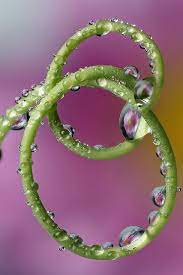 Water Drops On Passion Flower Tendril Refraction 3 Passion Flower Macro Pictures Flowers