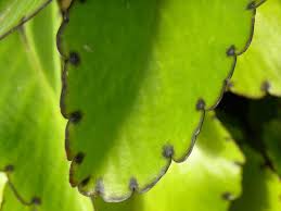 Image result for Kalanchoe pinnata