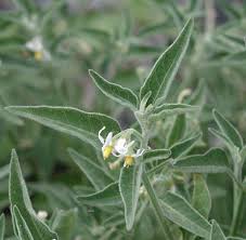 Image result for Solanum chenopodioides