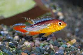 A Agassizii Fire Red Tropical Fish Tropical Fish Aquarium Aquarium Fish