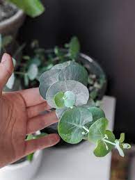Eucalyptus Plant Care How To Care For Potted Eucalyptus Plant Care Houseplant Best Potted Plants Plant Care