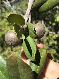 Image result for Manilkara koechlinii