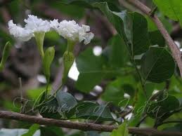 Image result for Dolichandrone alba