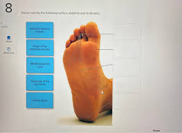 Solved Xo Please Identify The Following Surface Anatomy A Chegg Com