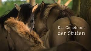 Eselhengst deckt stute mit packsattel, beim wandern mit eseln. Das Geheimnis Der Stuten Marc Lubetzki Wildpferde