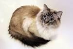 Ragdoll Breeders - The International Cat Association