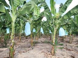 Walau muncul yang pertama dan asli lahir ditanah indonesia enam agama ini tidak diakui oleh pemerintah indonesia. Anim Agro Technology Pisang Kesan Kemarau