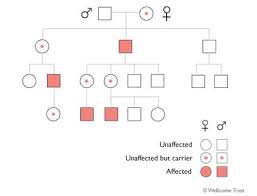 Pedigree Chart Heredity