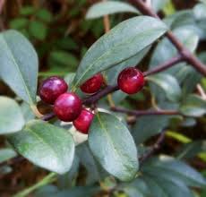 Image result for Embelia libeniana