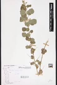 Image result for Rhynchosia nyasica